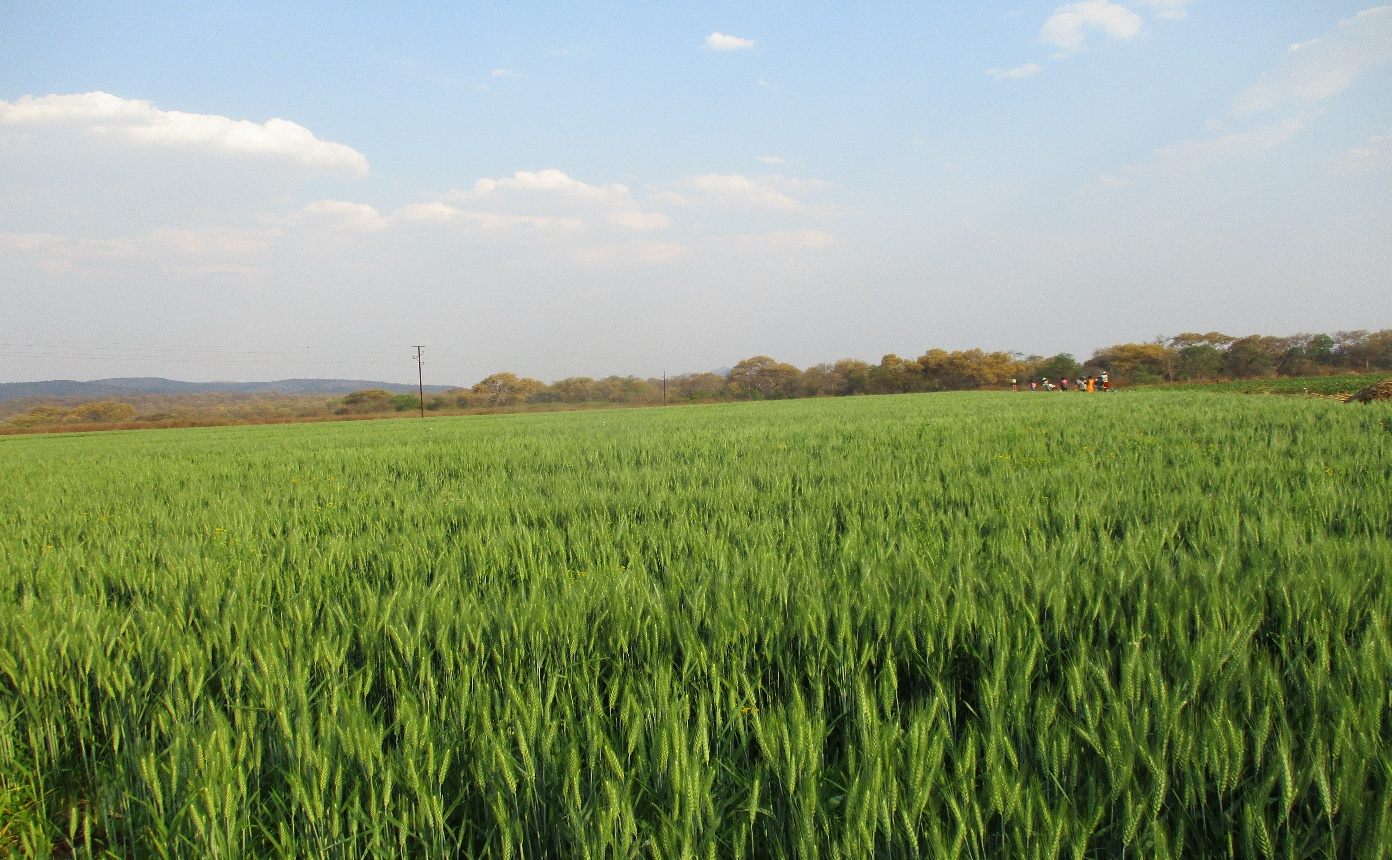Wheat in Silungwe Irrigation